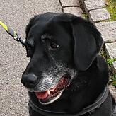 Die Hündin Tina muss nur an die Leine genommen werden wenn Kinder mit Essen in der Nähe sind.