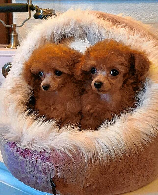Mini-Hunde, sogenannte Teacups, sitzen in einem kleinen Körbchen. Teacups, die so klein sind, dass sie in eine Teetasse passen, sind ...
