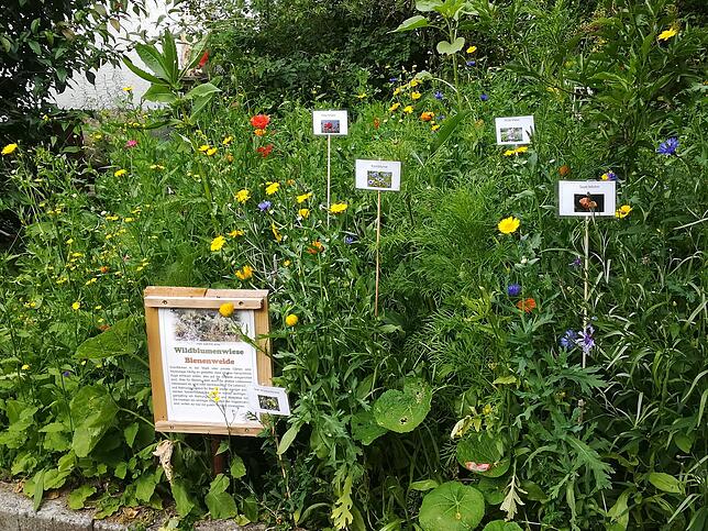 So schön blühen die Wildblumen der Claaßens im Sommer 2018.