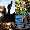 Was süß aussieht, kann auch für Probleme sorgen: Drei von mehreren tierischen Eindringlingen in der Region.