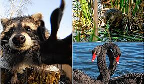 Was süß aussieht, kann auch für Probleme sorgen: Drei von mehreren tierischen Eindringlingen in der Region.