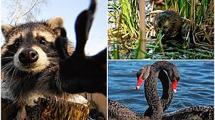 Was süß aussieht, kann auch für Probleme sorgen: Drei von mehreren tierischen Eindringlingen in der Region.