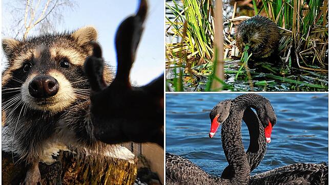 Was süß aussieht, kann auch für Probleme sorgen: Drei von mehreren tierischen Eindringlingen in der Region.