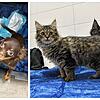 Ein Zugreisender wollte Hunde und Katzen in die Schweiz schmuggeln. Grenzschützer stellen ihn in Basel im ICE.