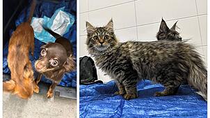 Ein Zugreisender wollte Hunde und Katzen in die Schweiz schmuggeln. Grenzschützer stellen ihn in Basel im ICE.