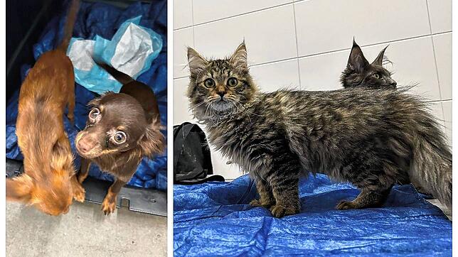 Ein Zugreisender wollte Hunde und Katzen in die Schweiz schmuggeln. Grenzschützer stellen ihn in Basel im ICE.