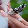 Ein Joint, eine Cannabis-Zigarette (Symbolbild)
