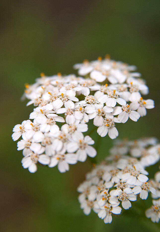 Eine Heilpflanze die auch Wildbienen schmeckt: Schafgarbe.