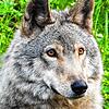 Symbolbild: In und um Donaueschingen ist nun ein Wolf heimisch.