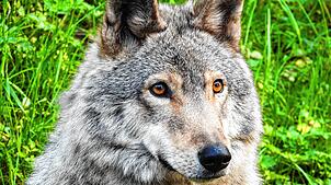 Symbolbild: In und um Donaueschingen ist nun ein Wolf heimisch.