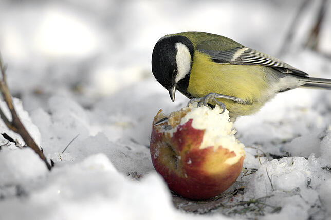 Eine Kohlmeise pickt an einem Apfel im Schnee. Was man aber wissen sollte: Äpfel haben für Vögel wenig Nährwert. Bild: dpa