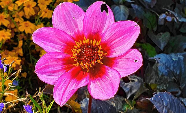 Bild 13: Sag´s durch die Blume: Das Quiz zur Landesgartenschau