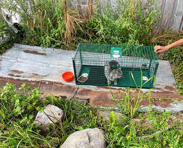 Diese wilde Katze konnte in Airach eingefangen werden, damit sie kastriert werden kann.