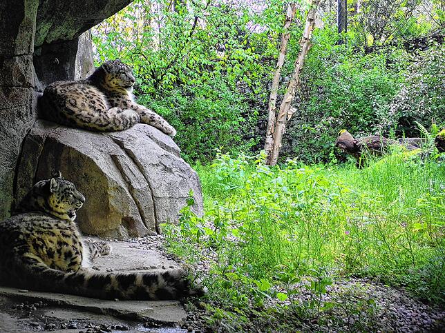 Die Schneeleoparden im Zoo entspannen sich – oder warten, bis es das nächste Mal Futter per Seilbahn gibt.