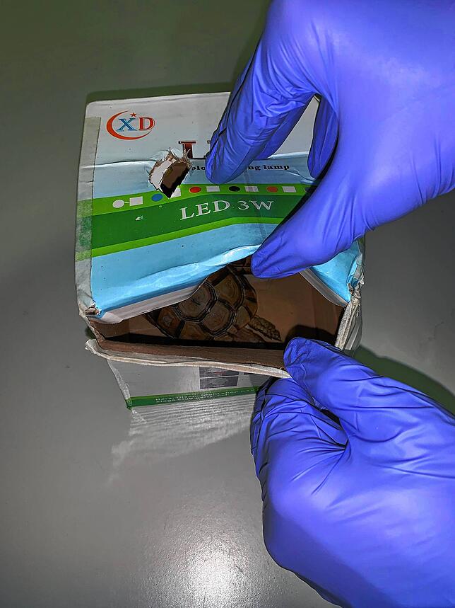 Bild 1: Zoll findet am Flughafen zwei seltene Schildkröten in einer Schachtel