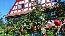 Auch die Streuobstbäume im Freilichtmuseum sind ein Thema bei &bdquo;Erntedank &ndash; Nachhaltiger Genuss&ldquo;.