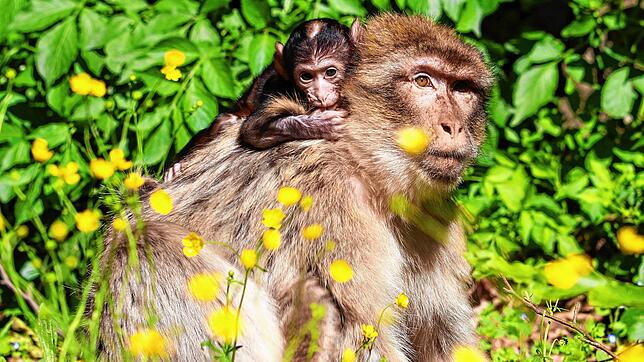 Ein Affenbaby auf dem Affenberg Salem, das im Mai 2021 auf die Welt kam. Hier reitet es am Rand einer Wiese mit Butterblumen auf dem ...