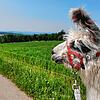 Wandern mit Lamas &ndash; in Remetschwiel ist das möglich.