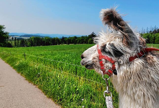 Wandern mit Lamas &ndash; in Remetschwiel ist das möglich.