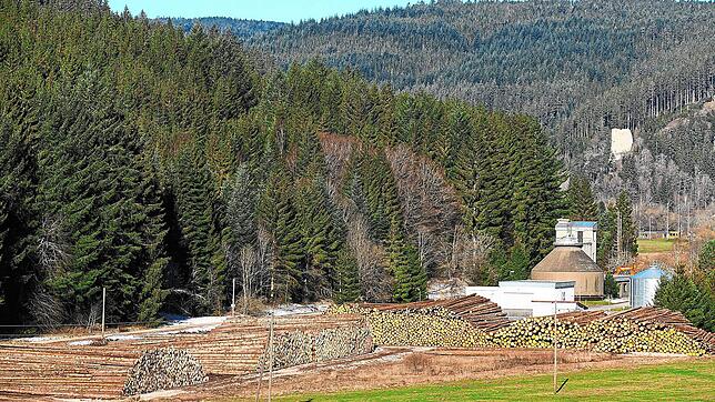 Ein Holzlager für 12000 Festmeter wird derzeit bei der Kläranlage der Stadt Vöhrenbach eingerichtet. Im Hintergrund ist die Ruine ...