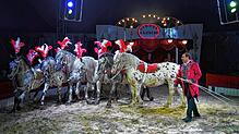 Eine Pferdedressur-Nummer in der Manege des Circus Alessio. Dieser gastiert von Freitag, 30. August, bis Sonntag, 8. September, auf dem ...