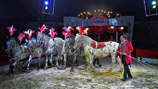Eine Pferdedressur-Nummer in der Manege des Circus Alessio. Dieser gastiert von Freitag, 30. August, bis Sonntag, 8. September, auf dem ...