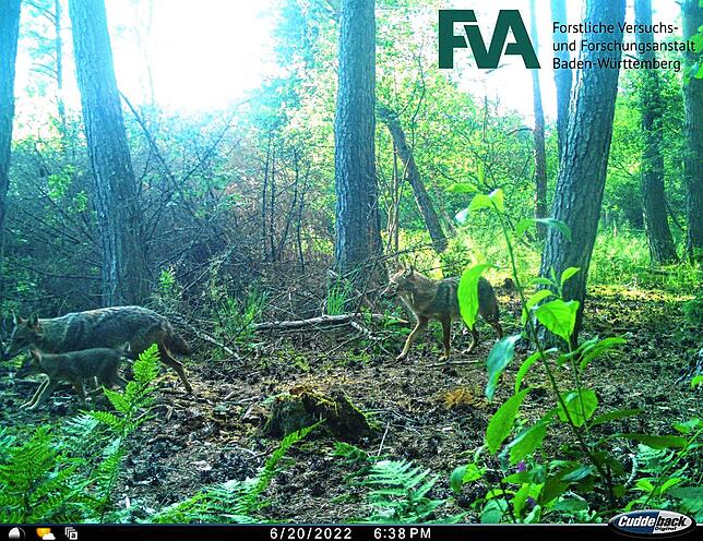 Im Juni 2022 hält eine Wiildtierkamera sogar den Streifzug durch den Wald einer Goldschakalfamilie fest.
