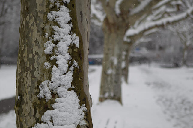 Der Wind hat den Schnee in Mustern auf die Baumstämme der Allee geweht.