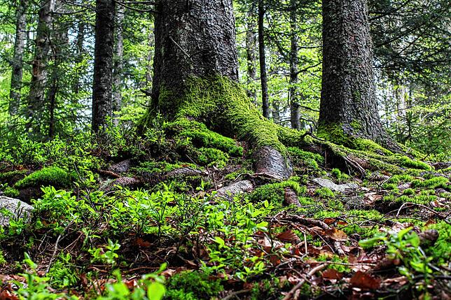Vogelgezwitscher, frische Luft und kein Ziel vor Augen: Beim achtsamen Schlendern durch den Wald senken sich sowohl der Blutdruck wie ...