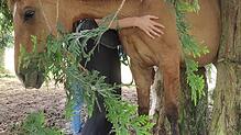 Wie sich das junge Pferd zwischen zwei Bäumen in Dossenbach verfangen hat, ist bis heute ungeklärt. Das Tier konnte befreit werden. Es ...