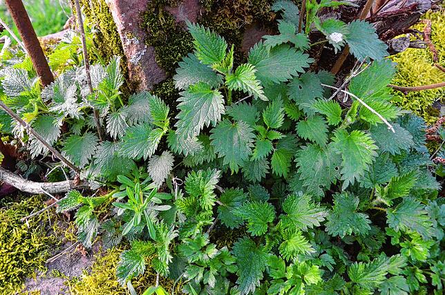 Bild 1: Selbstgemacht: Brennnesseln statt Spinat und Gelee aus Gänseblümchen