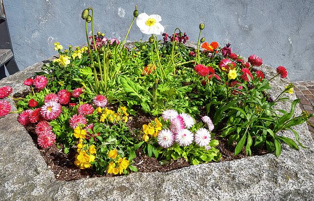 Die Mohnblumen lassen noch auf sich warten. Ansonsten ist es aber schon recht bunt in den Steintrögen der Stadt.