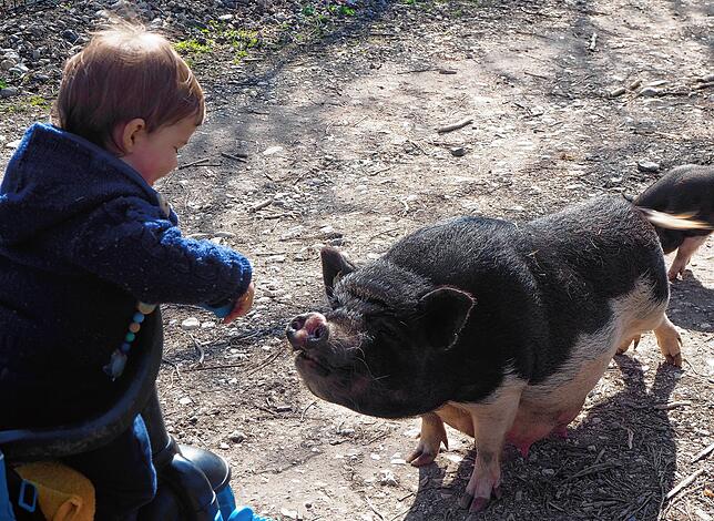 Söhnchen Len begrüßt Schwein Luise, die mit ihrer Familie auch auf dem Hof lebt. Außerdem gibt es hier neben den Großkamelen noch ...