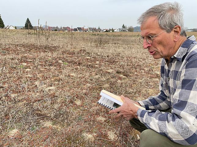 Die Hosenbienen graben sich in Sandböden ein. Im Sandbuck neben dem Friedhof hat sich eine ganze Kolonie angesiedelt. Erkennbar sind die ...