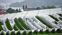 Auf dieser Plantage hat das Unwetter die Hagelnetze zerstört. Im Hintergrund ist die Loreto-Kapelle zu sehen.