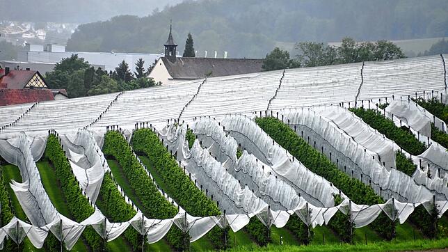 Auf dieser Plantage hat das Unwetter die Hagelnetze zerstört. Im Hintergrund ist die Loreto-Kapelle zu sehen.