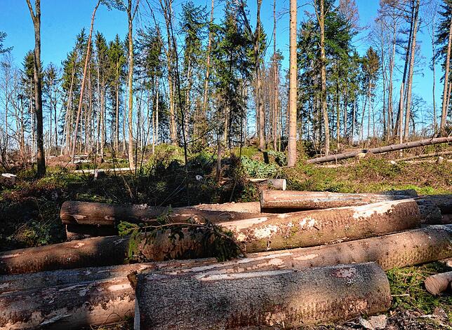 Bild 15: Wenn der Wald aufgeräumt wird: So laufen die Arbeiten im Gehau im Süden Markdorfs ab