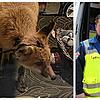 Die Tierrettung Südbaden um Bernd Metzger ist weiter auf der Suche nach dem kleinen Fuchs mit dem Pfeil im Kopf. Bislang fehlt von ihm ...