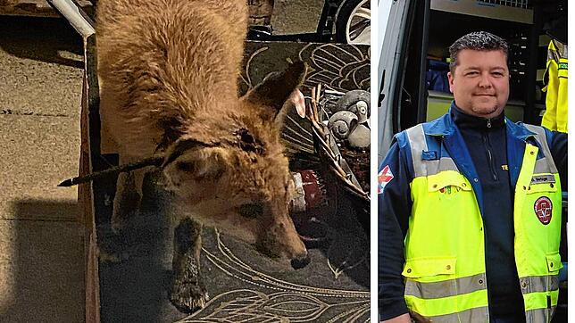 Die Tierrettung Südbaden um Bernd Metzger ist weiter auf der Suche nach dem kleinen Fuchs mit dem Pfeil im Kopf. Bislang fehlt von ihm ...