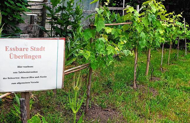 „Hier wachsen Weintrauben zum allgemeinen Verzehr“: Viktor Schlak geht es nicht um den Eigennutz, sondern die Freude am ...