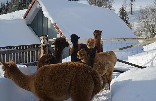 Alpakas entstammen einem rauen Klima. Dementsprechend macht ihnen der Hotzenwälder Winter nichts aus. Sie tollen sowohl im Sommer als ...