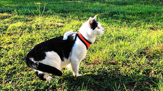 Eine Katze, die mit einem Sender ausgestattet ist, verrät nicht nur, wo sie sich befindet, sondern auch wie sie sich verhält.