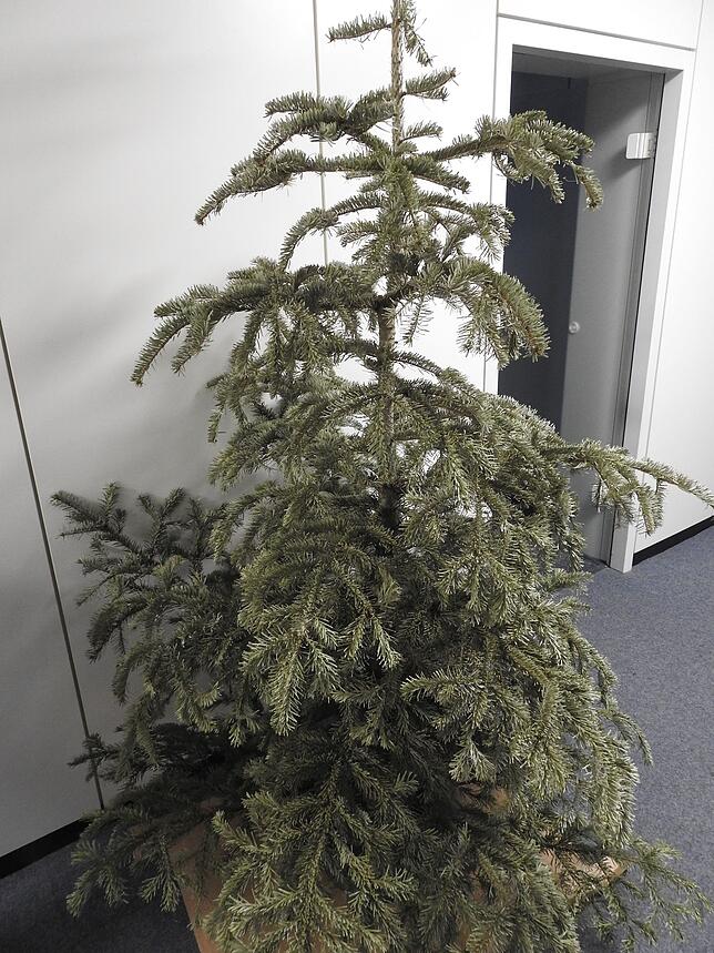 Bild 1: Populäre Irrtümer der Mülltrennung: Das sollten Sie bei der Entsorgung des Christbaums beachten