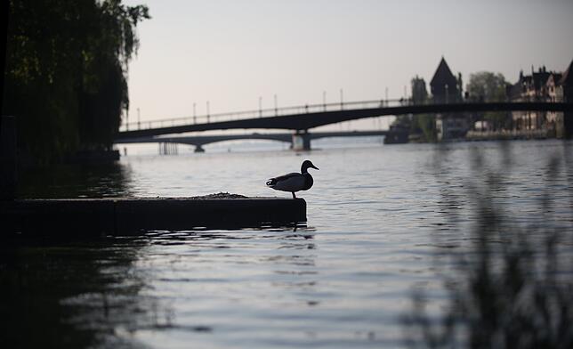 Auch der Seerhein führt wieder mehr Wasser. Die Tiere freut es.