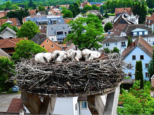 Vier Jungstörche in einem Nest auf der katholischen Kirche in Böhringen. (Archivbild)