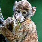 Ein Jungtier am Affenberg knabbert an einem Grashalm. Die Lockerungen gelten ebenfalls für den Tierpark. Allerdings ist gerade im ...