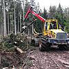 Ein Tragschlepper holt die Stämme aus dem Wald und ordnet sie am Wegesrand so ordentlich, dass Lastwagen das Holz schnell zu den Kunden ...