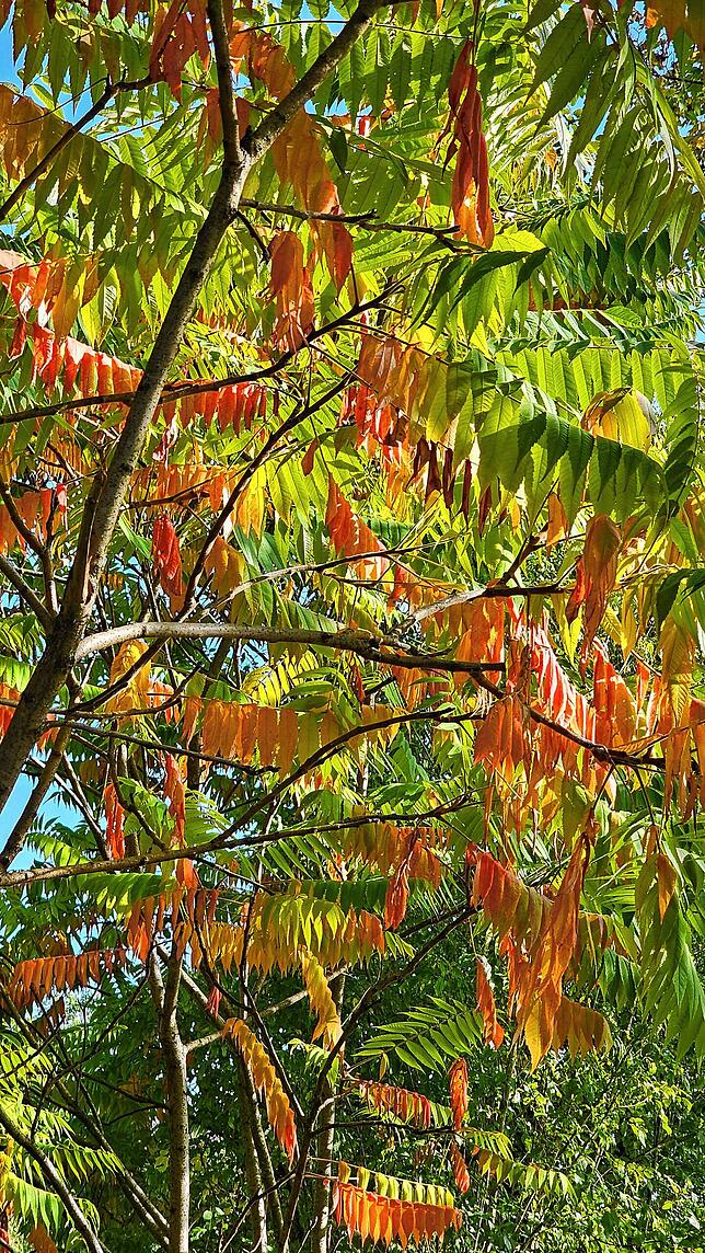 Herbst am Rheinufer Brennet