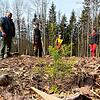 500 kleine Douglasien stehen nun im Wehrer Stadtwald. Im Hintergrund Spender Helmut Steinebrunner (l.), Stadtförsterin Swantje Schaubhut ...