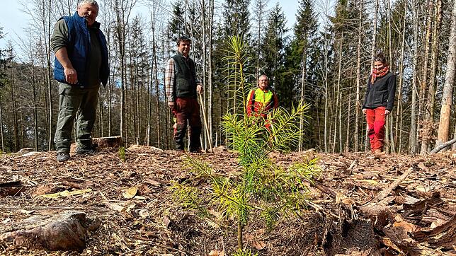 500 kleine Douglasien stehen nun im Wehrer Stadtwald. Im Hintergrund Spender Helmut Steinebrunner (l.), Stadtförsterin Swantje Schaubhut ...